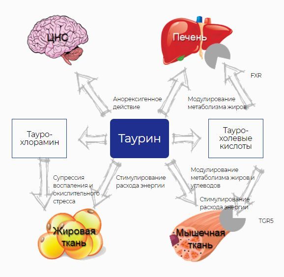 Роль таурина в патогенезе ожирения
